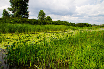 Swampy river overgrown with water plants