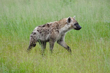 Okavango Delta Hyena 