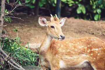 Closeup deer  face standing eating a grass in the park in sunny day