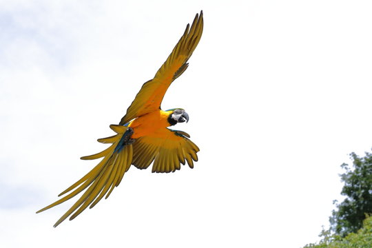 Perroquet en vol Ara Ararauna jaune et bleu