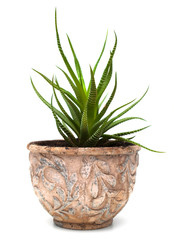 Haworthia in flowerpot isolated on white
