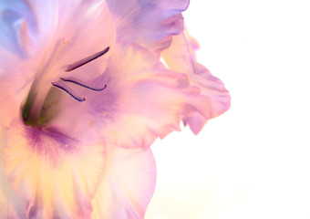 Heliotrope gladiolus macro on white