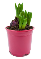 Hyacinth sprouts in a pot isolated with clipping path