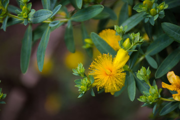 flowers and plants