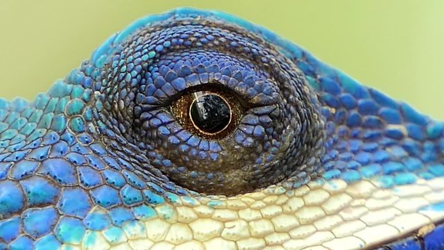 Eye of lizard (Blue-crested Lizard) on the tree in tropical rain forest.