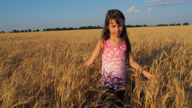 The child strokes the wheat. The little girl touches the ears of wheat.