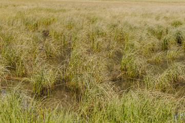 Samedan, Engadin, Oberengadin, Hochmoor, Moorlandschaft, Bergsee, Flussinsel, See, Alpen, Graubünden, Wanderweg, Sommer, Schweiz