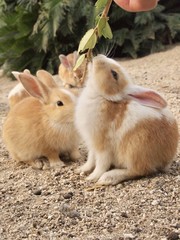 Rabbit Island    Okunoshima,Hiroshima,Japan  