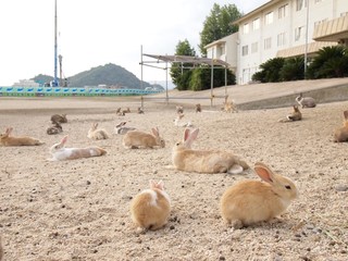 Rabbit Island    Okunoshima,Hiroshima,Japan  