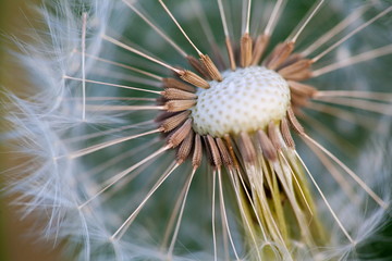 Dandelion Blowing Dandelion clock, close-up, macro,