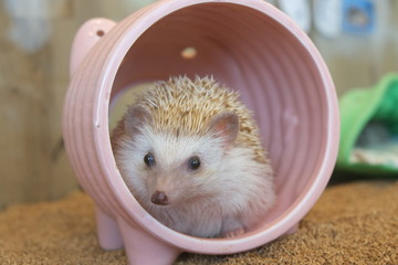 ハリネズミ © sachiyo