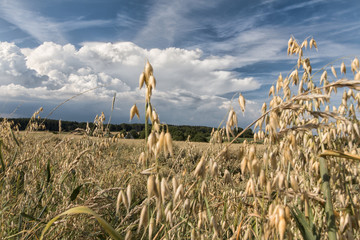 Haferfeld mit Wolken