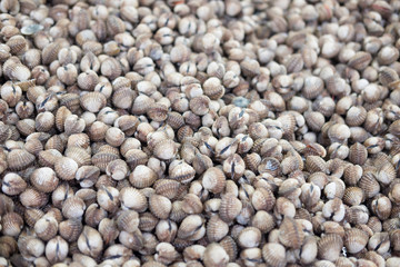 Fresh raw sea cockles clams at seafood market