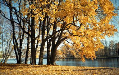 Golden autumn. Trees over the water in an autumn park.