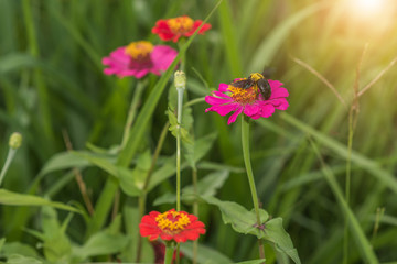 zinnia flowers and wasp