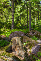 Stump covered with moss in the spring forest of Karelia 
