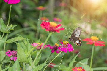 Butterfly on pink flower in tropical garden