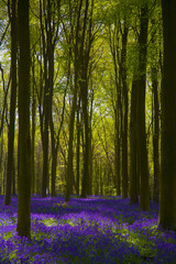 Bluebell Wood Micheldever , Hampshire .England