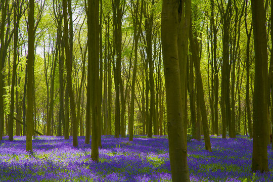Bluebell Wood Micheldever , Hampshire .England