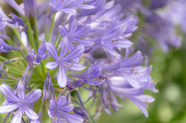 Flores moradas