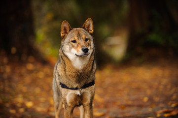 Shiba Inu portrait in forest