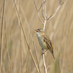 Schilfrohrsänger,  Acrocephalus schoenobaenus