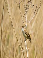 Schilfrohrsänger,  Acrocephalus schoenobaenus