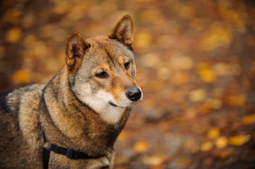 Shiba Inu dog portrait outdoors with fallen leaves