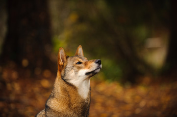 Shiba Inu dog portrait in forest