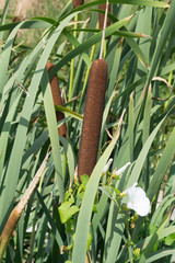 Wild grass cane on lake / Reeds in lake near shore in sunny windy day