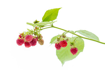 Bunch of ripe raspberries on the branch with leaves. Isolated on white. © stone36