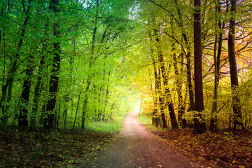 Fototapeta na wymiar Stunning forest in the autumn in Poland