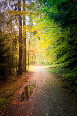 Fototapeta premium Amazing autumn in the forest in Europe