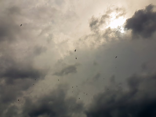 Seagulls flying up in the sky against a dramatic sky.
