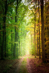 Obraz premium Beautiful autumn in the forest in Europe