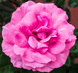 pink rose close up