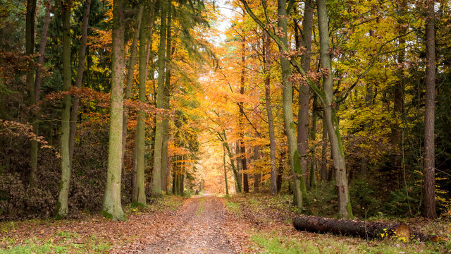 Fototapeta Breathtaking autumn in the forest in Poland