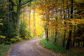 Gold and green autumn in the forest in Europe