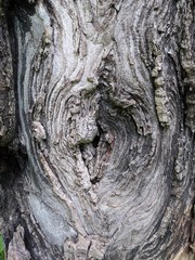 Aged tree