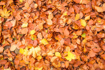 Autumn golden leaves in forest as background