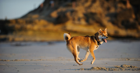 Shiba Inu dog running along beach