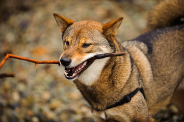 Shiba Inu dog chewing on stick