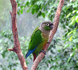 Green cheeked parakeet