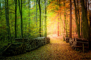 Gold and green autumn in the forest in Poland