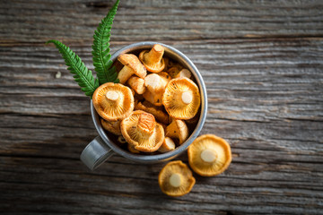 Fresh chanterelles with green fern from forest