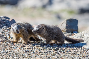 Juvenile Marmots Playing Near the Summit of Mt. Evans, Colorado