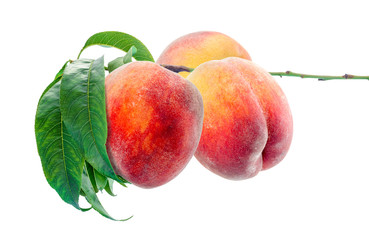 Bunch of ripe peaches on the branch with leaves, isolated on white background. Clipping path included.