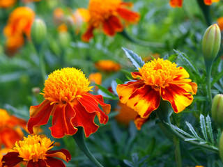 Tagetes