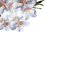 Composition of Flowers Isolated-Square