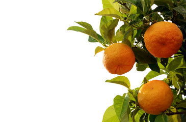 Orange on white background